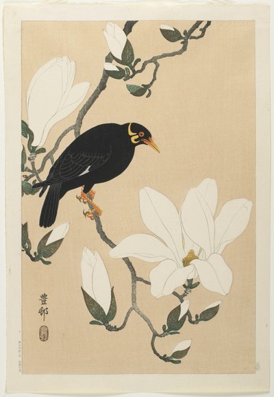Myna Hill em um ramo de magnólia, meados do século XX de Ohara Koson